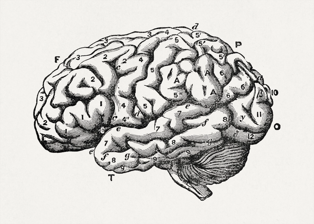 brain as an organ mind